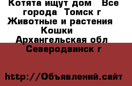 Котята ищут дом - Все города, Томск г. Животные и растения » Кошки   . Архангельская обл.,Северодвинск г.